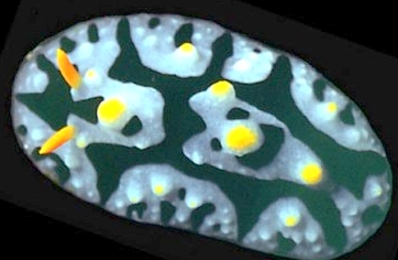 Photo: Pharner; see it in the Sea Slug Forum